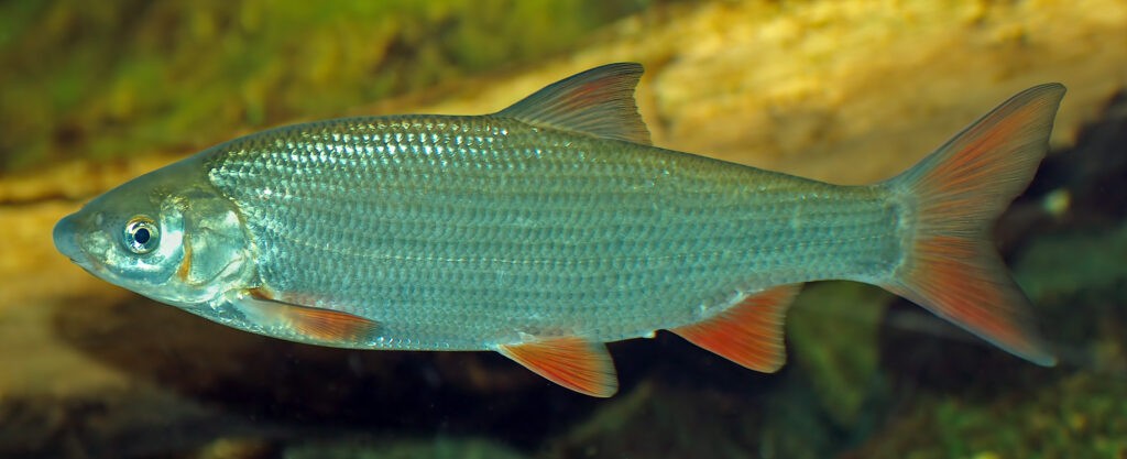 Chondrostoma nasus