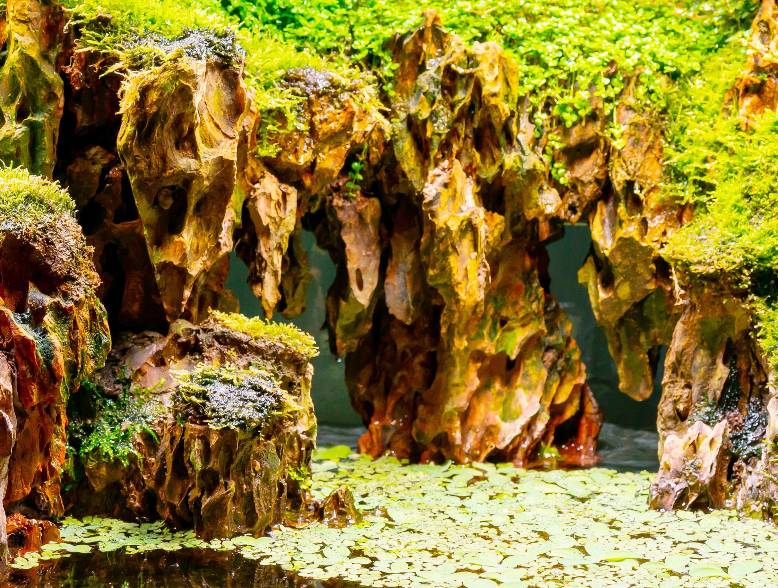 Drachensteine im Aquarium