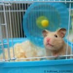 Hamster- Nachwuchs und Aufzucht