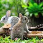 Kaninchen - Nachwuchs und Aufzucht