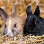 Junge Zwergkaninchen sitzen nebeneinander auf Strohballen