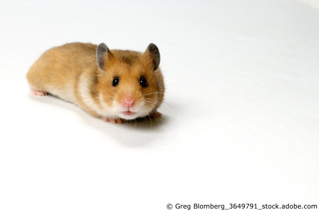 Teddyhamster