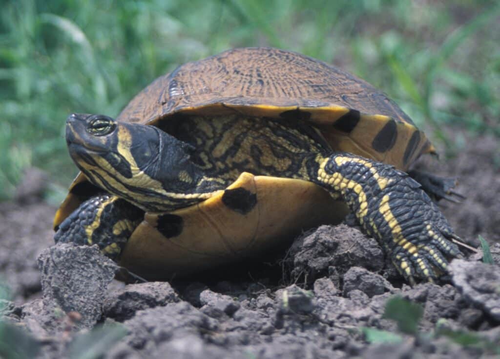 Gelbwangenschildkröte