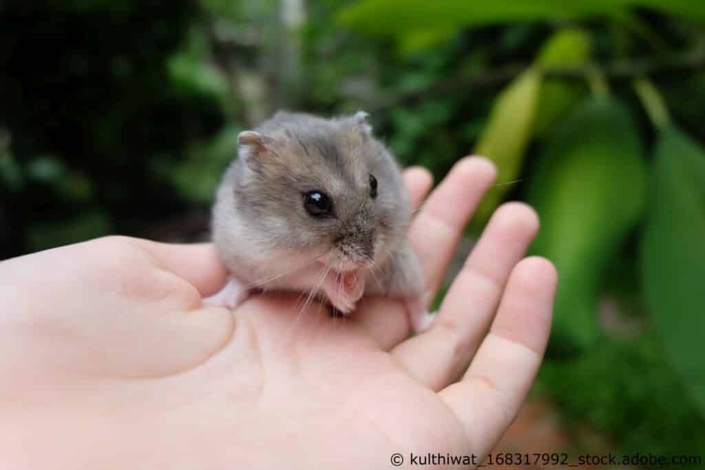 Zwerghamster in der Hand