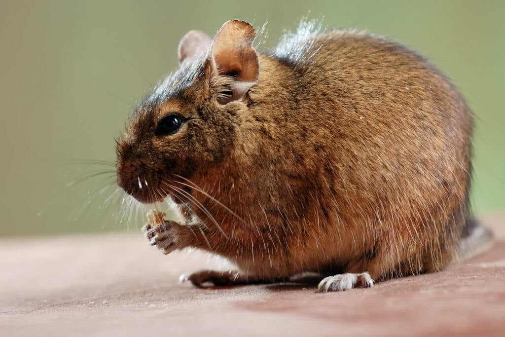 degu