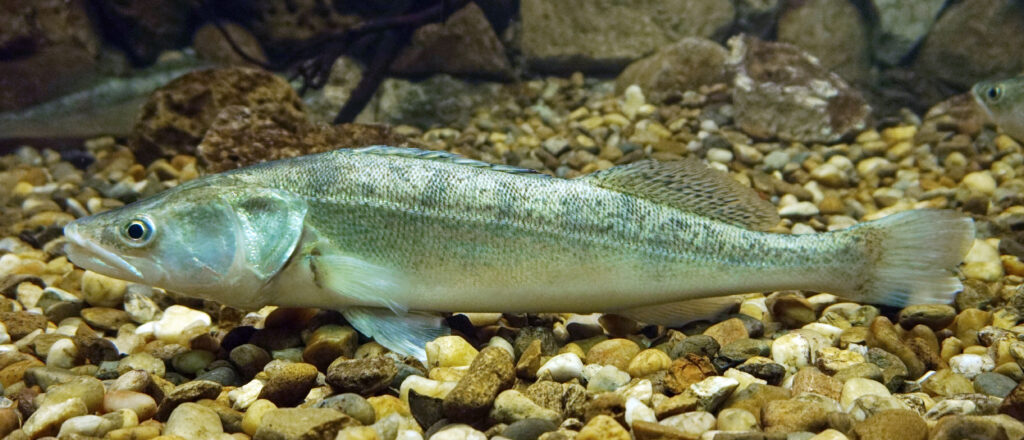 Zander zander