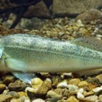 Zander