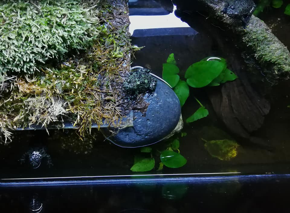 Aquaterrarium