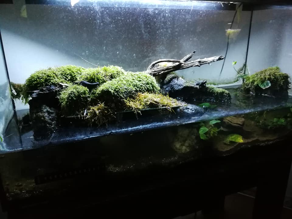 Aquaterrarium