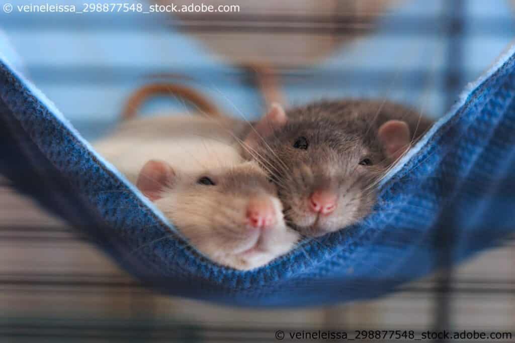 Ratten als Haustiere