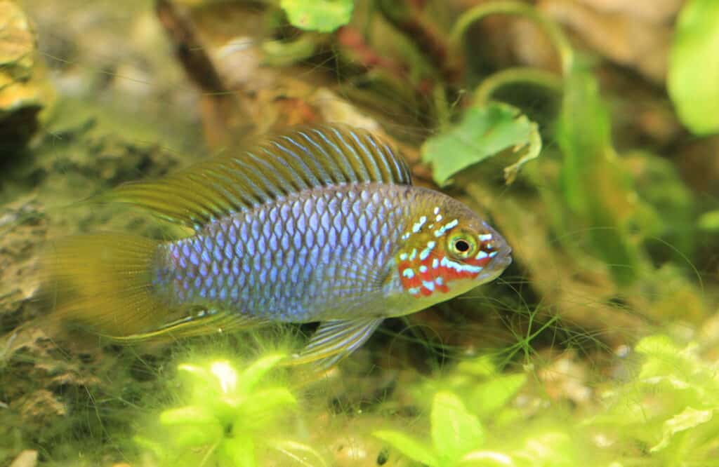 Opal Apistogramma