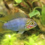 opal-apistogramma