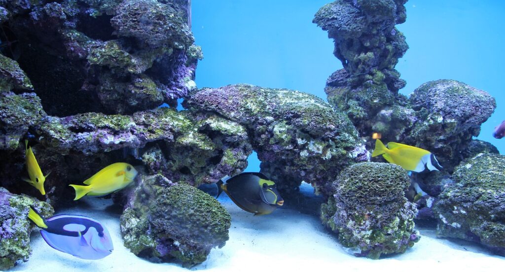 1000 liter aquarium