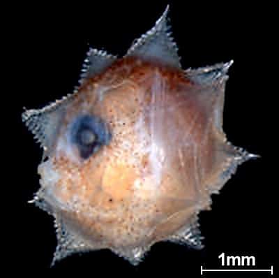 Larve vom Mondfisch