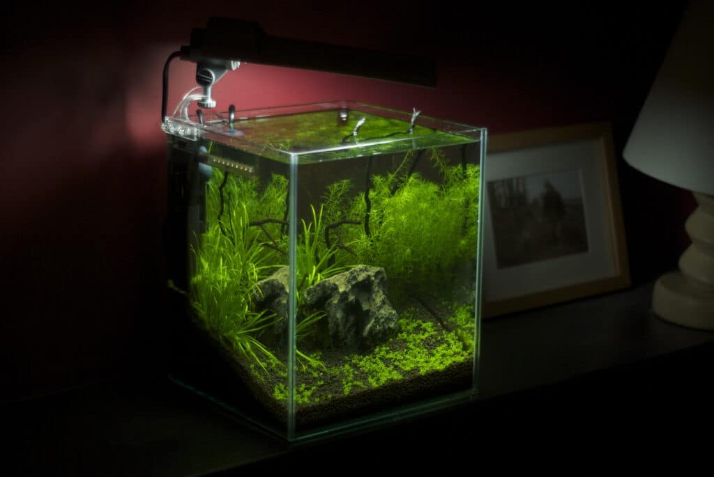 Nano Aquarium einrichten