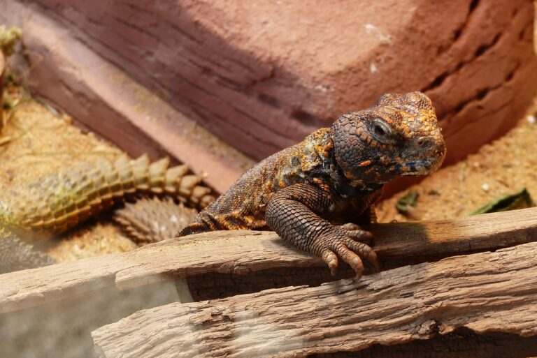 Wasserfälle fürs Terrarium | Alle Infos und Details