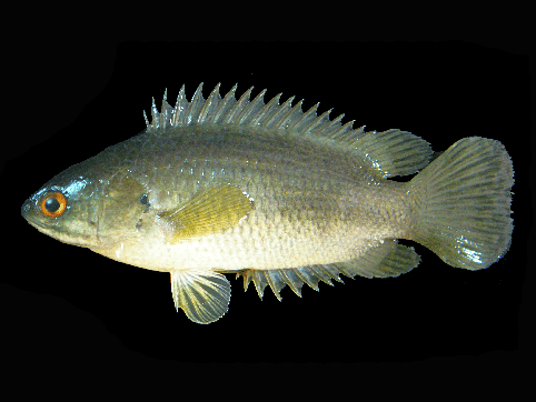 Kletterfisch