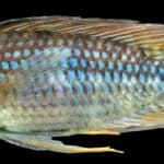 Apistogramma steindachneri