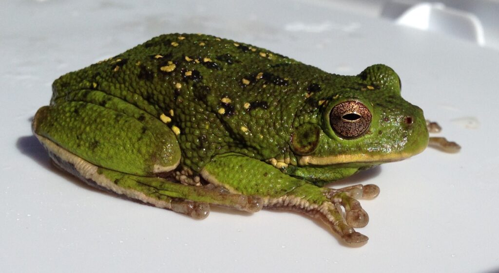 bellender laubfrosch