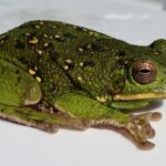 bellender laubfrosch