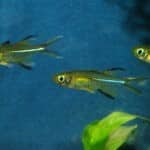 Sonnenstrahlfisch