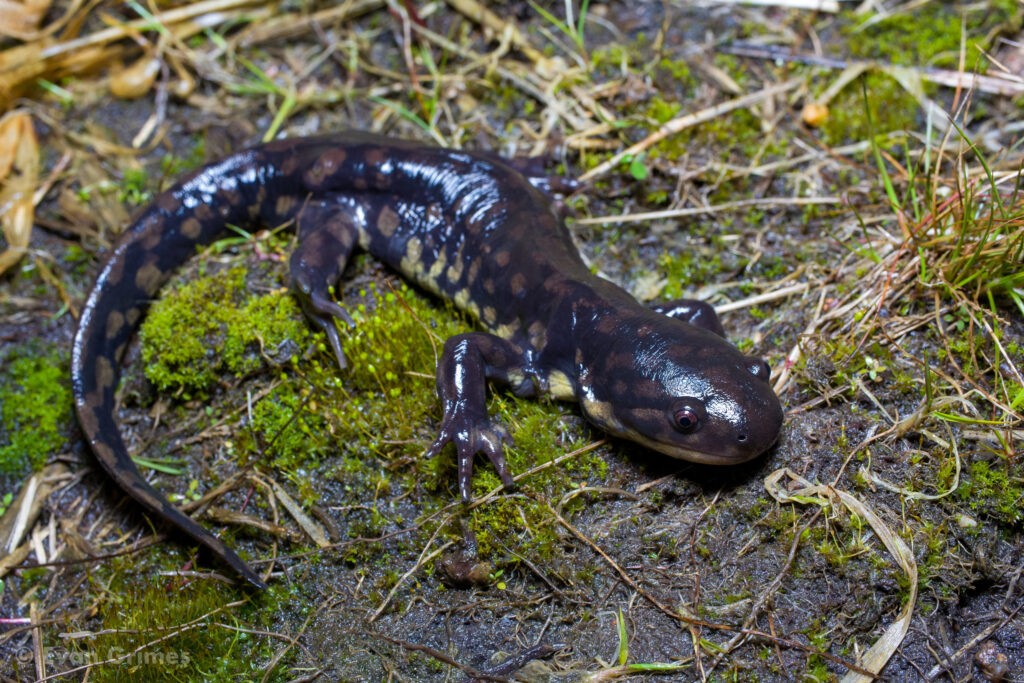 tigersalamander