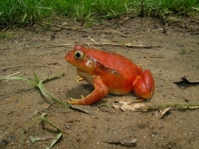 tomatenfrosch