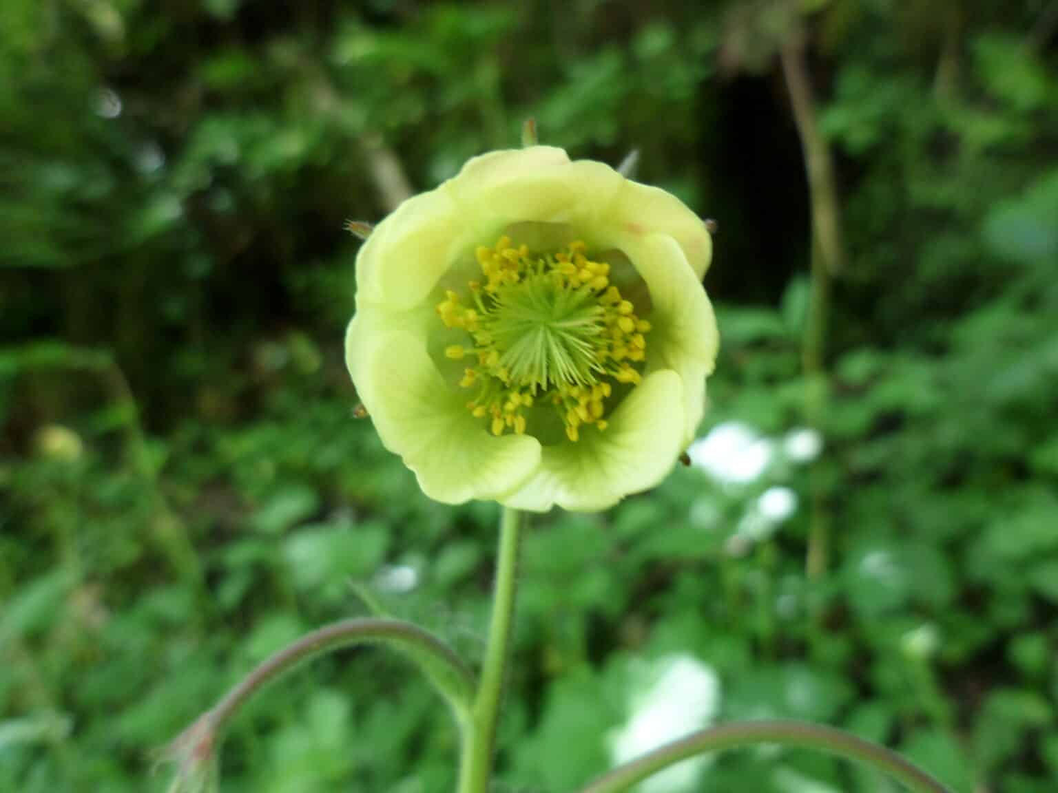 Bachnelkenwurz als Teichpflanze Alle Infos und Details