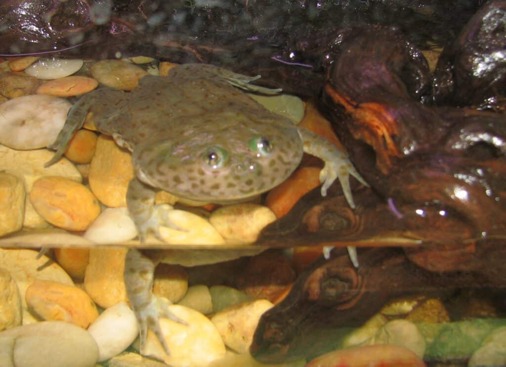 Budgett's Frog