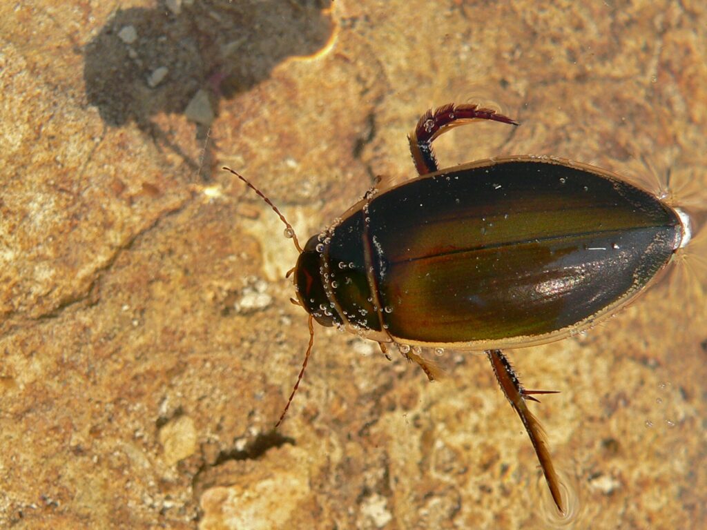 gelbrandkäfer