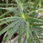 papyrusgras
