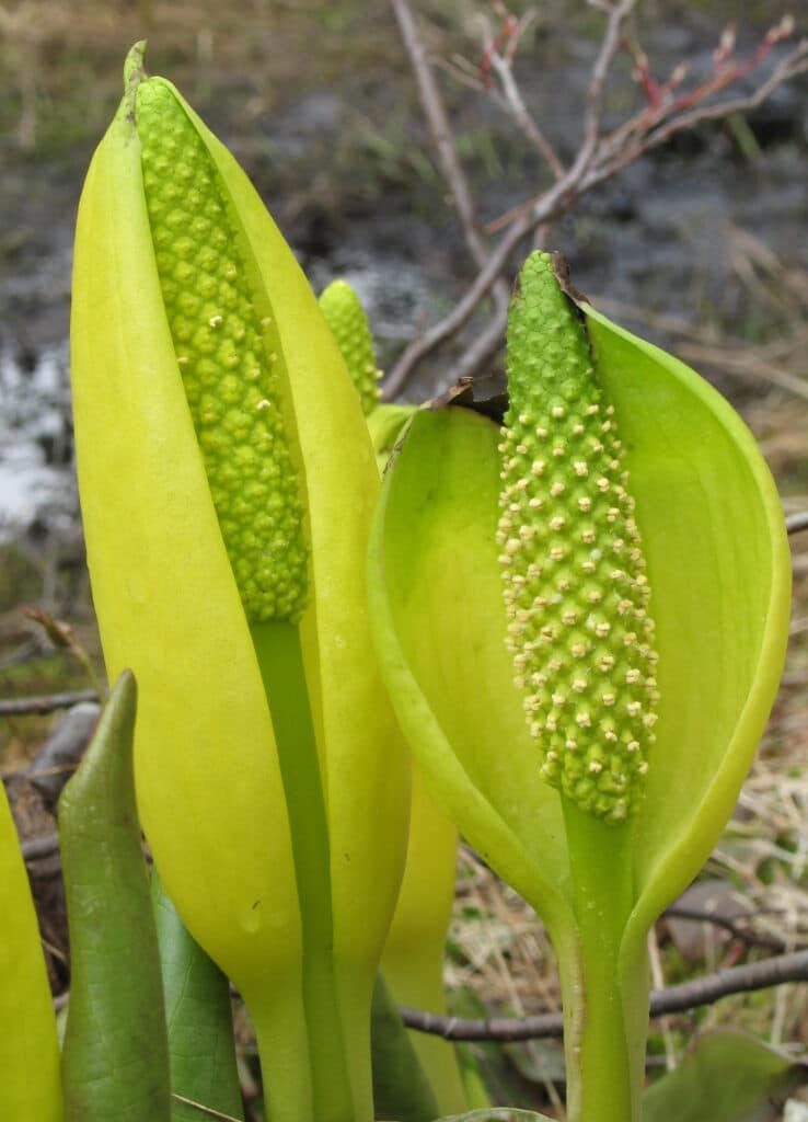 Amerikanische Seinkalla Lysichiton americanus