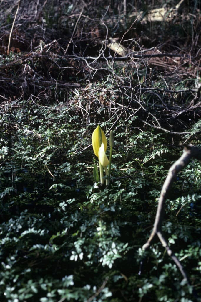 Asiatische Scheinkalla Lysichiton camschatcensis