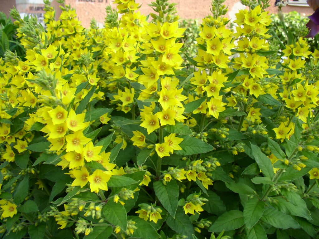 Drüsiger Gilbweiderich Lysimachia punctata