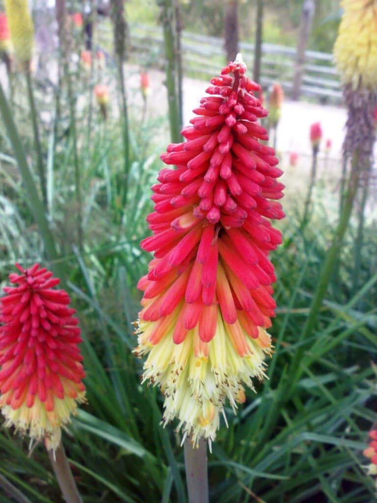 Fackellilie – Kniphofia-Hybriden