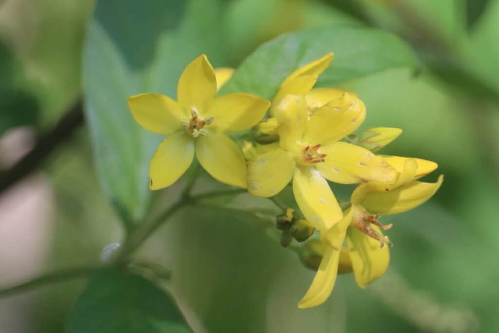 Gilbweiderich Lysimachia vulgaris