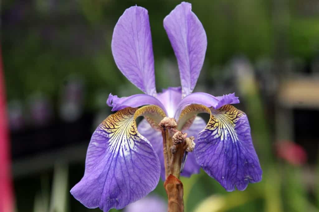 Japanische Sumpfschwertlilie Iris ensata