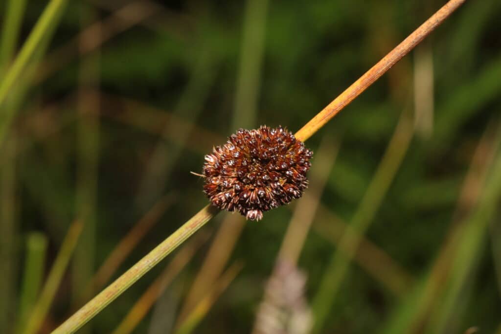 Knäuel-Binse Juncus conglomeratus