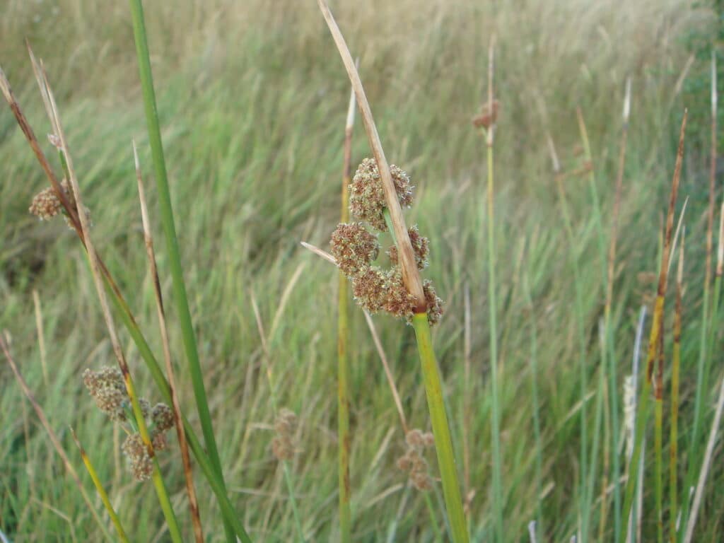 Kopf- oder Kugel-Simse Scirpus holoschoenus