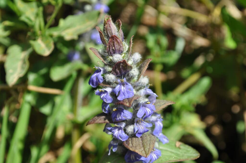 Kriechender Günsel Ajuga reptans