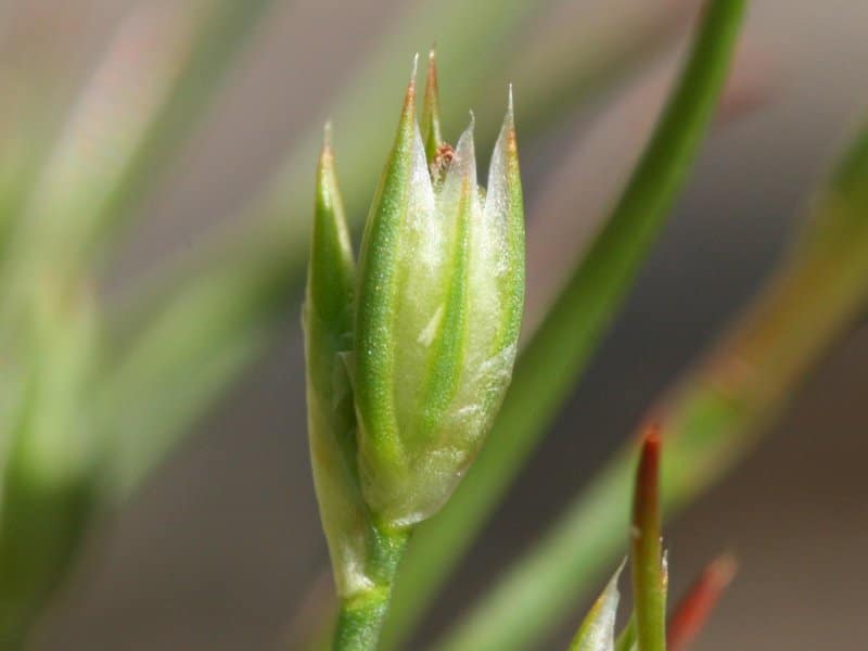 Kröten-Binse Juncus bufonius