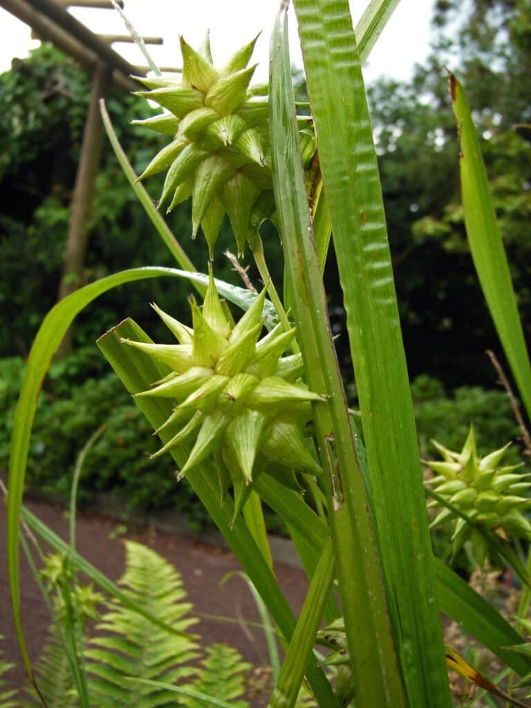 Morgenstern-Segge Carex grayi