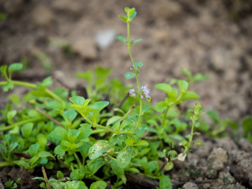 Polei-Minze Mentha pulegium