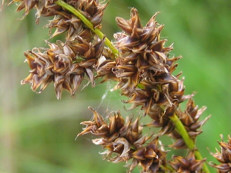 Rispen-Segge Carex paniculata