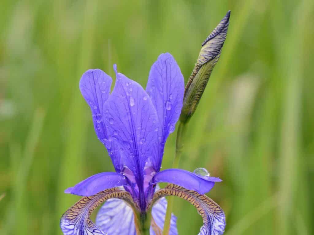 Sibirische Schwertlilie Iris sibirica