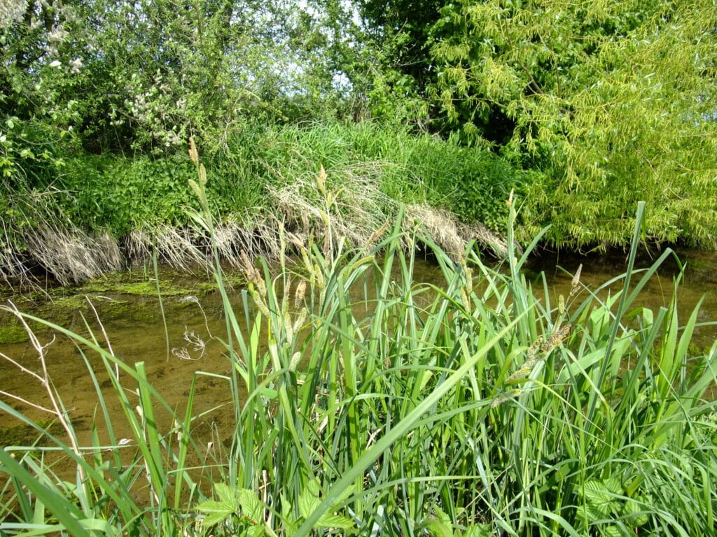 Sumpf-Segge Carex acutiformis