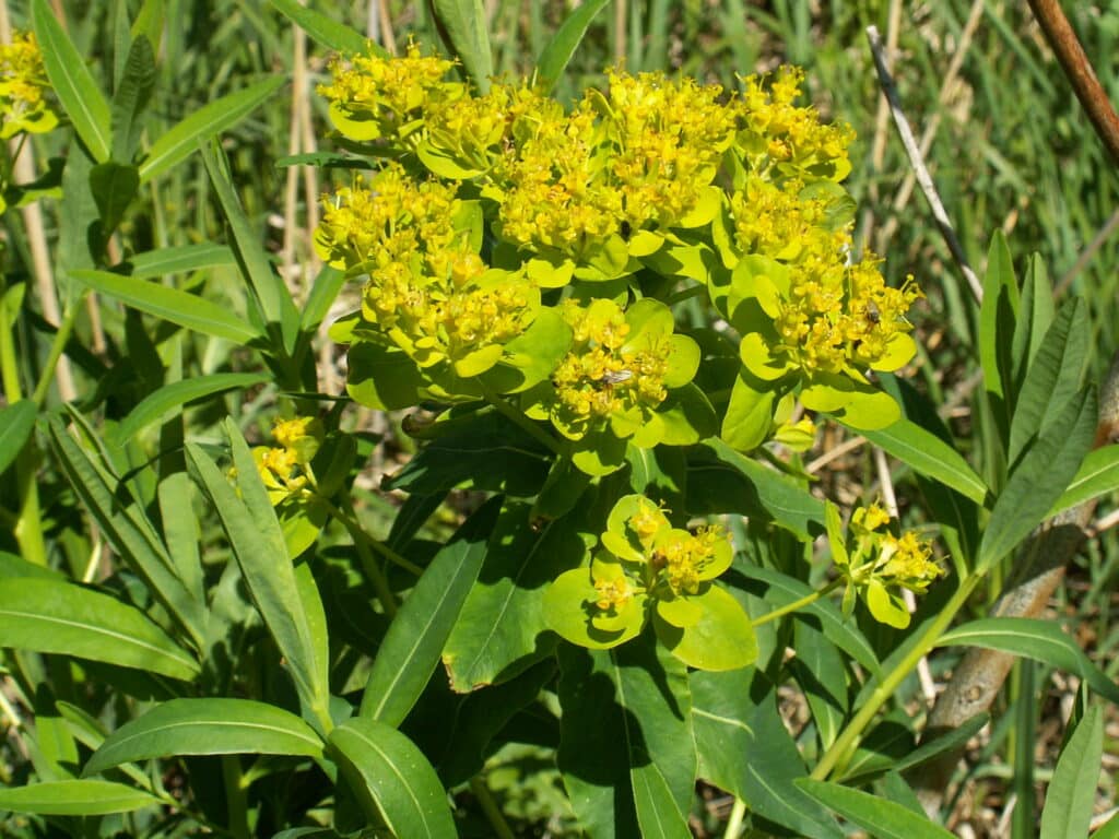 Sumpf-Wolfsmilch Euphorbia palustris