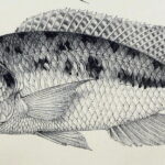 Tyrannochromis macrostoma