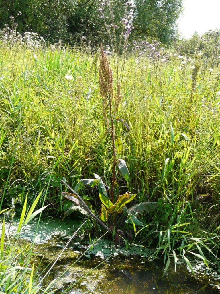 Wasserampfer Rumex aquaticus