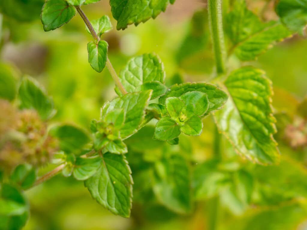 Wasserminze Mentha aquatica